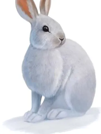 liebre de pelo blanco