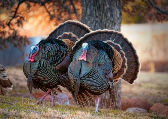 dos grandes pavos pavoneándose frente a un árbol